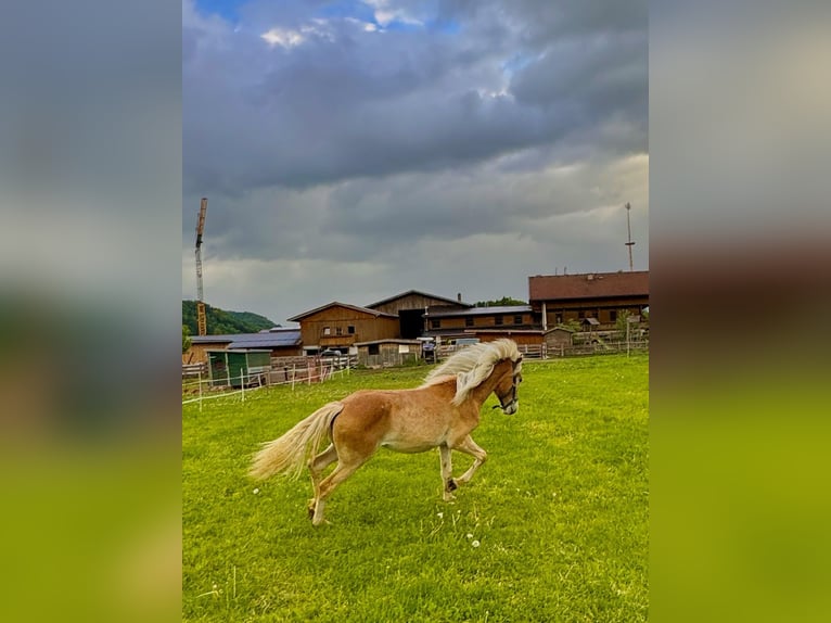 Haflinger Jument 1 Année 154 cm Alezan in Mariatal