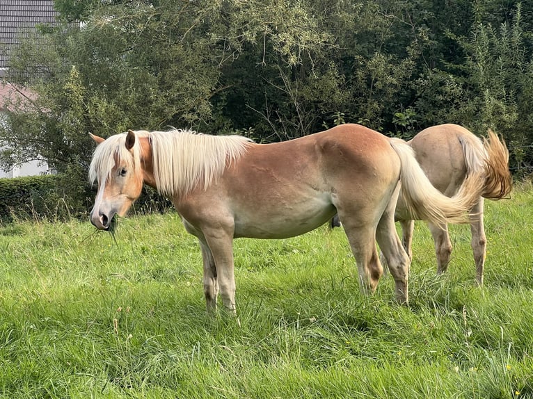 Haflinger Jument 1 Année 154 cm Alezan in Staufenberg