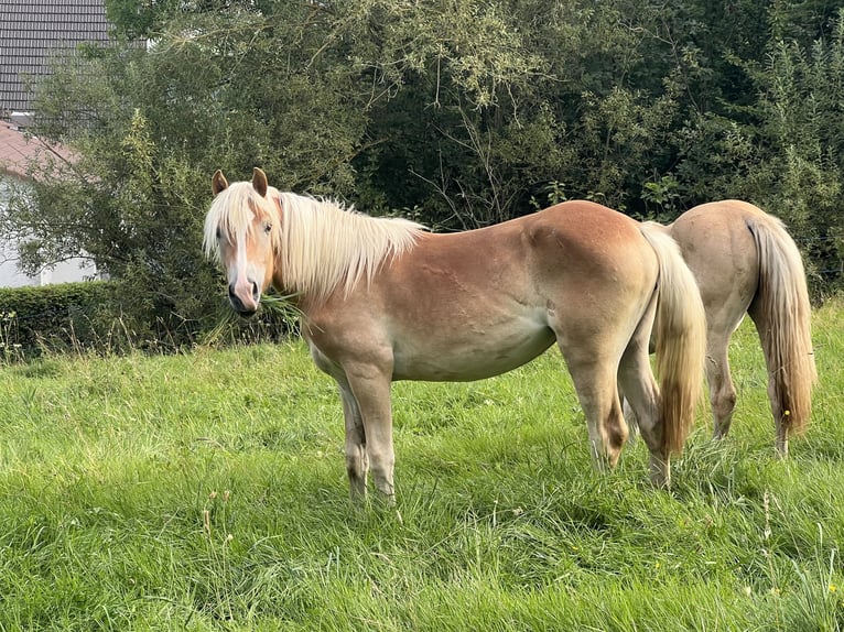 Haflinger Jument 1 Année 154 cm Alezan in Staufenberg