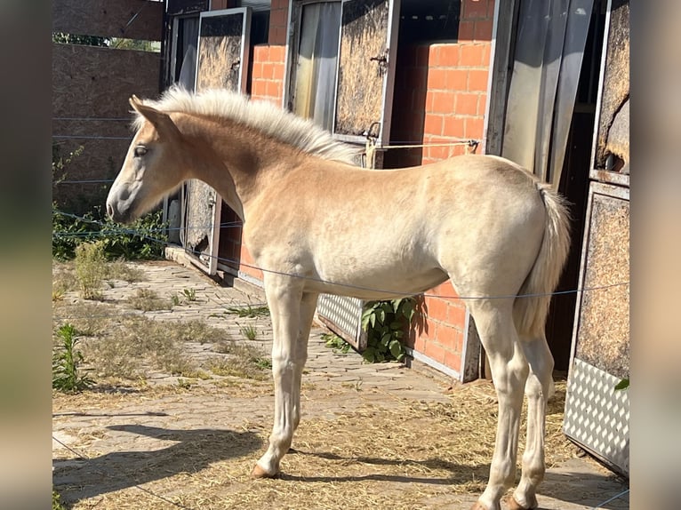 Haflinger Jument 1 Année 154 cm Alezan in Staufenberg