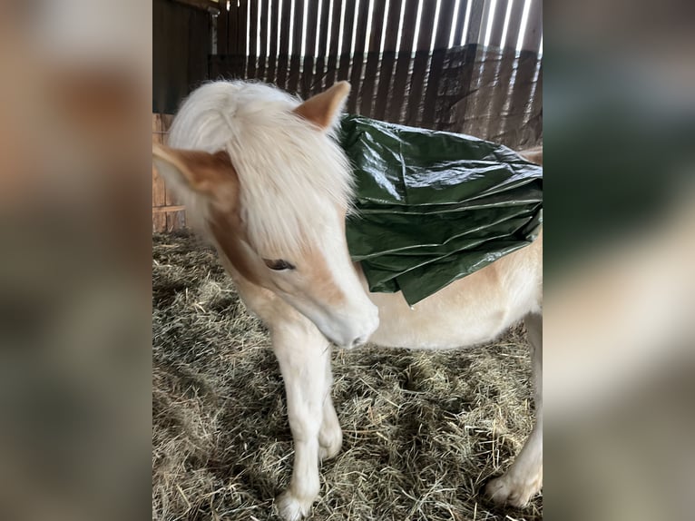 Haflinger Jument 1 Année Alezan in Zerbst Haflinger Jument 1 Année Alezan in Zerbst
