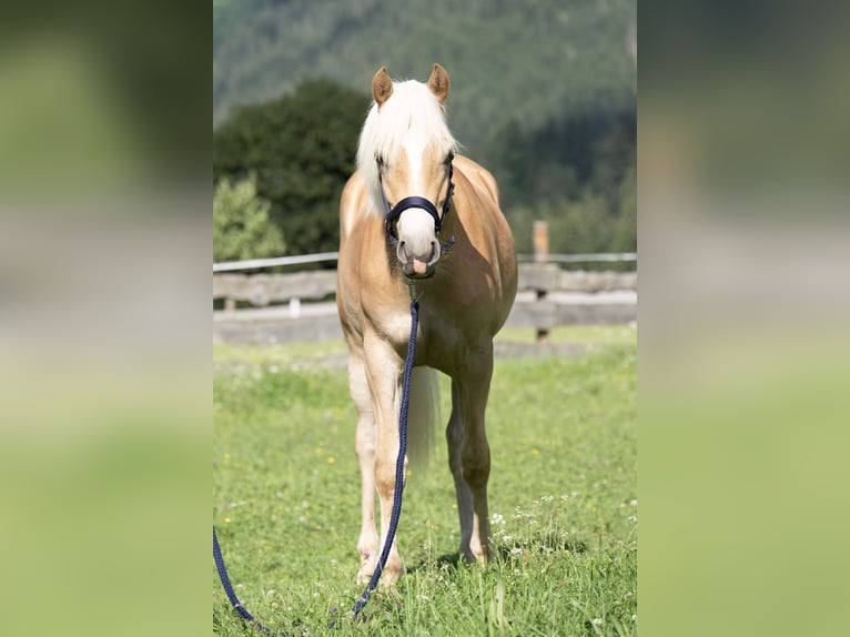 Haflinger Jument 1 Année Alezan brûlé in Häselgehr