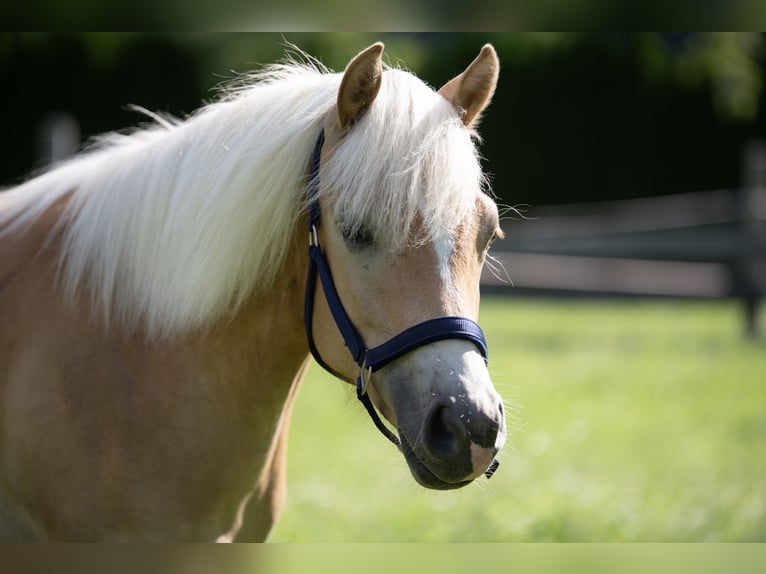 Haflinger Jument 1 Année Alezan brûlé in Häselgehr