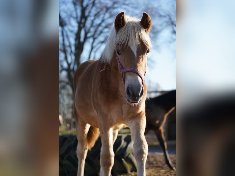 Haflinger Jument 1 Année Alezan in Kleinlangheim