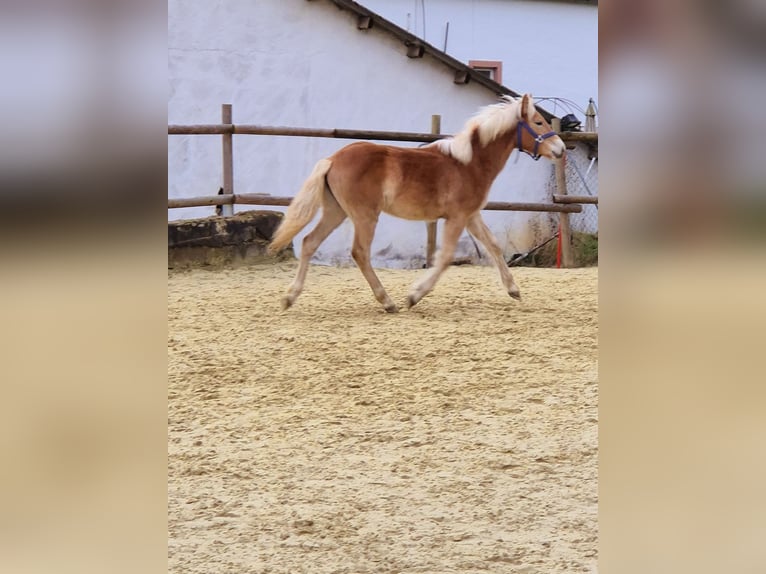 Haflinger Jument 1 Année Alezan in Hillesheim