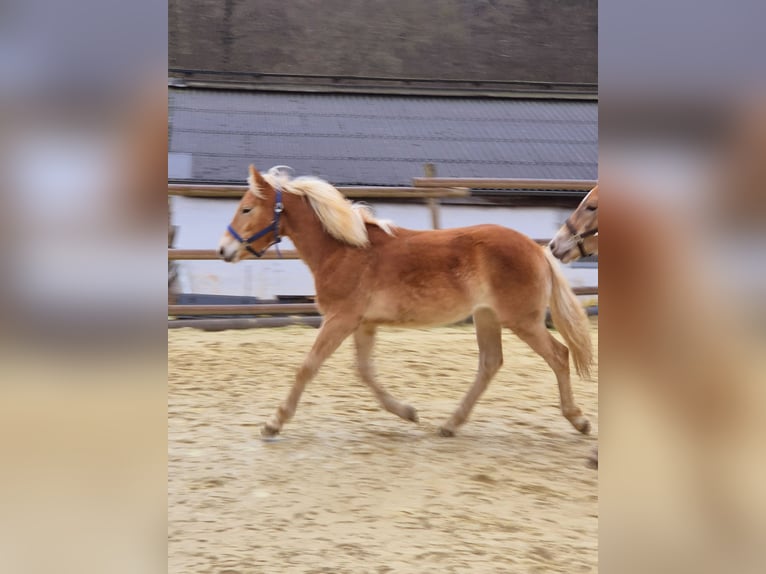 Haflinger Jument 1 Année Alezan in Hillesheim