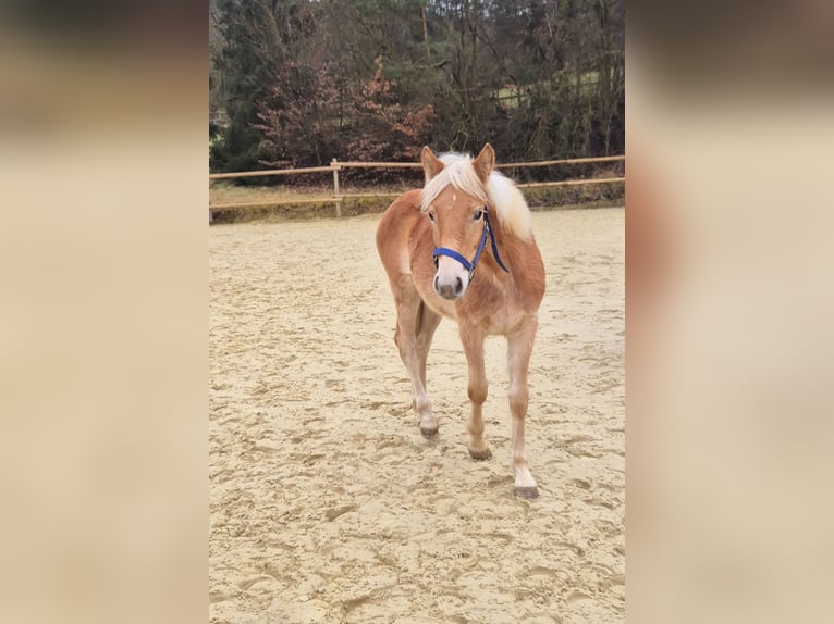 Haflinger Jument 1 Année Alezan in Hillesheim