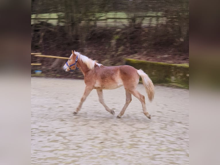 Haflinger Jument 1 Année Alezan in Hillesheim