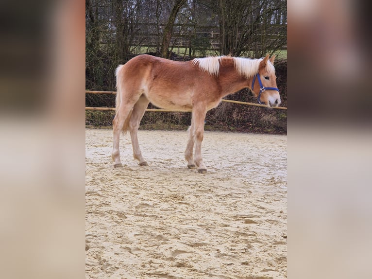 Haflinger Jument 1 Année Alezan in Hillesheim