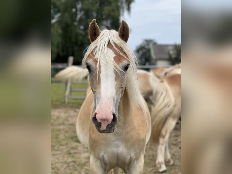 Haflinger Jument 1 Année Alezan in Seedorf