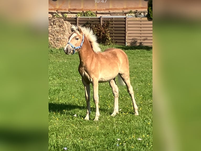 Haflinger Jument 1 Année Alezan in Zerbst