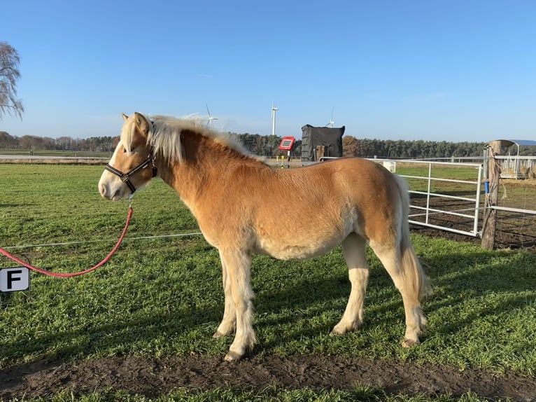 Haflinger Jument 1 Année Alezan in Dohren