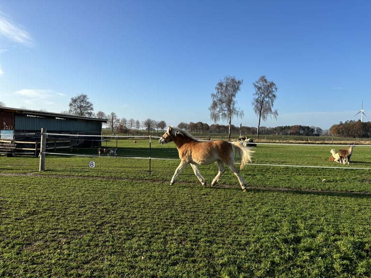 Haflinger Jument 1 Année Alezan in Dohren