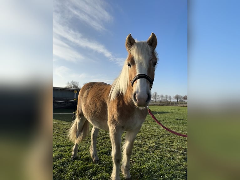 Haflinger Jument 1 Année Alezan in Dohren