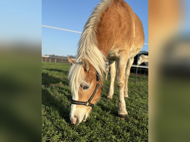 Haflinger Jument 1 Année Alezan in Dohren