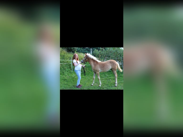 Haflinger Jument 1 Année Alezan in Murstetten