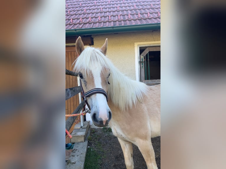 Haflinger Jument 1 Année in Leibnitz