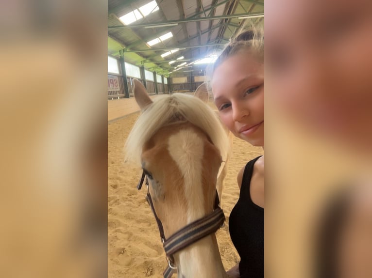 Haflinger Jument 1 Année in Leibnitz