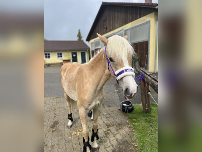 Haflinger Jument 1 Année in Leibnitz