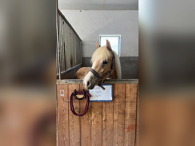 Haflinger Jument 1 Année in Leibnitz