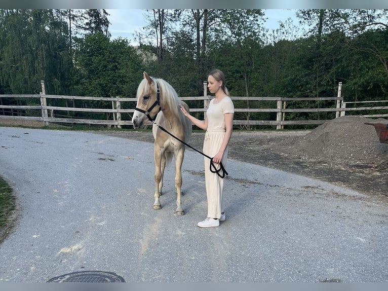 Haflinger Jument 1 Année in Leibnitz