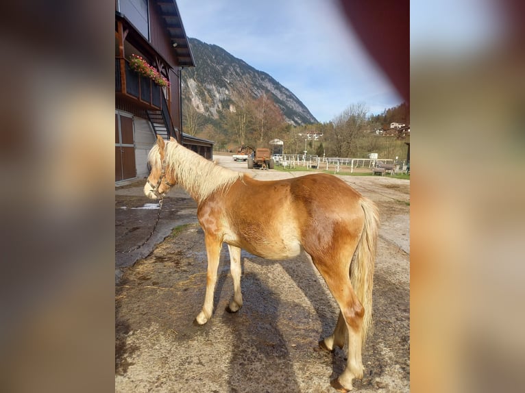 Haflinger Jument 1 Année in Brand