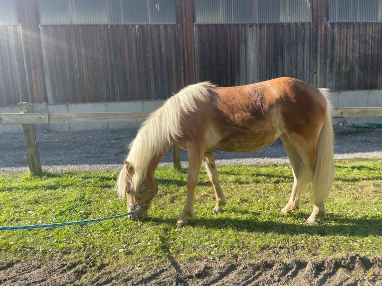 Haflinger Jument 1 Année in Brand