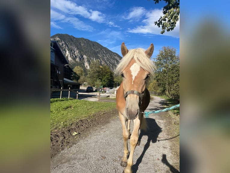 Haflinger Jument 1 Année in Brand