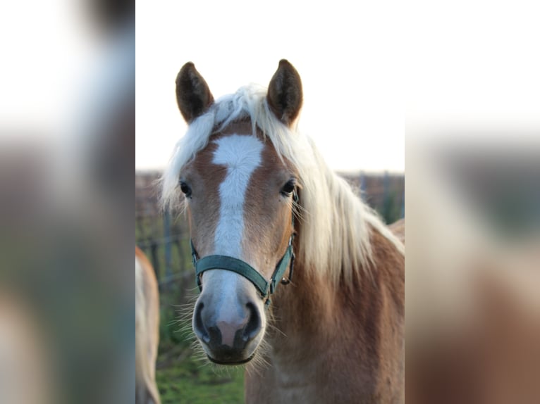 Haflinger Jument 1 Année in Wallern im Burgenland