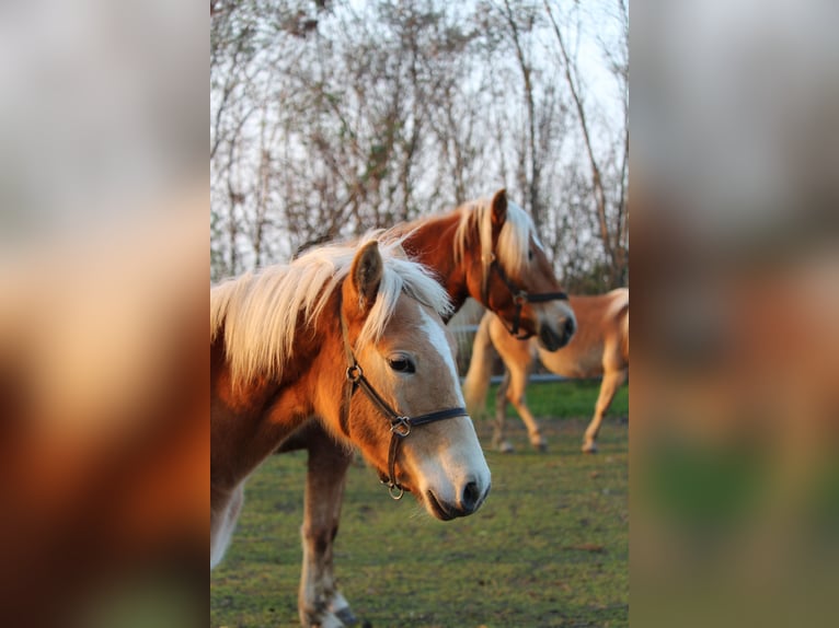 Haflinger Jument 1 Année in Wallern