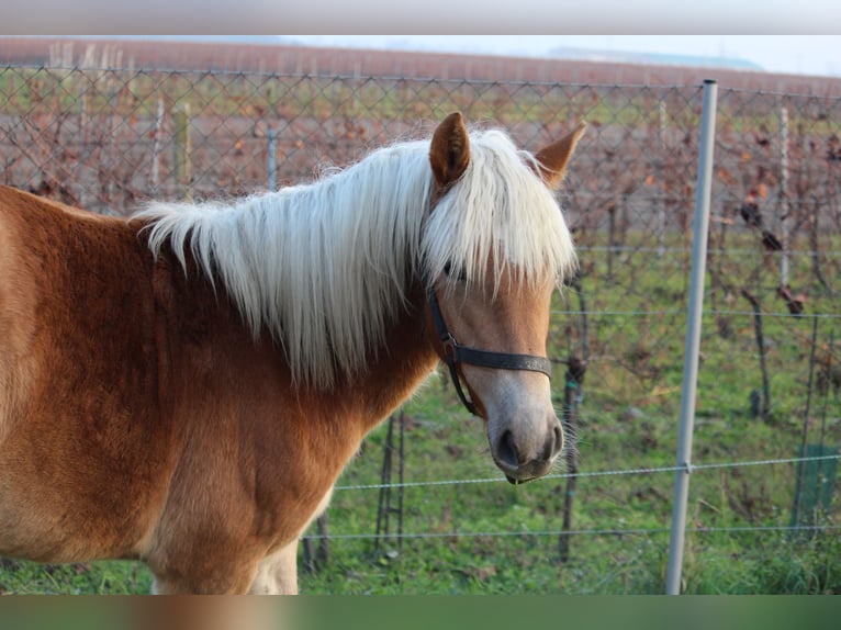 Haflinger Jument 1 Année in Wallern