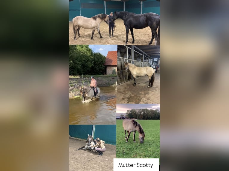 Haflinger Croisé Jument 1 Année in Ostercappeln