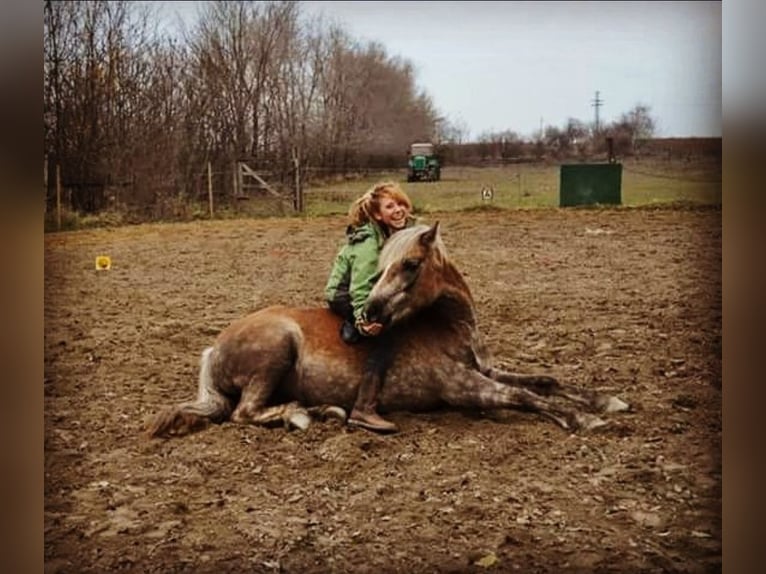 Haflinger Jument 20 Ans 140 cm  in Podersdorf am See