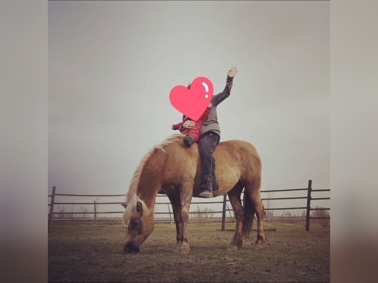 Haflinger Jument 20 Ans 140 cm  in Podersdorf am See