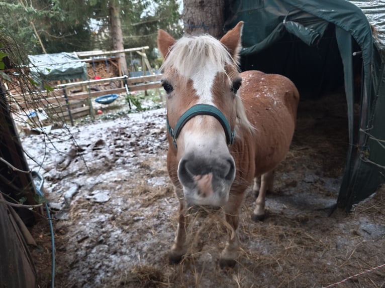 Haflinger Jument 20 Ans 142 cm Alezan in Spiesen-Elversberg
