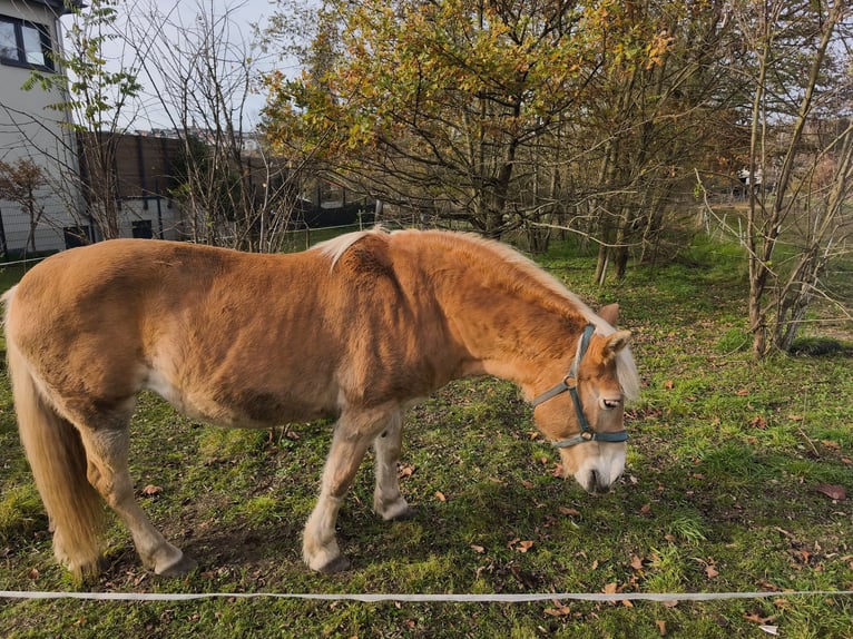 Haflinger Jument 20 Ans 142 cm Alezan in Spiesen-Elversberg