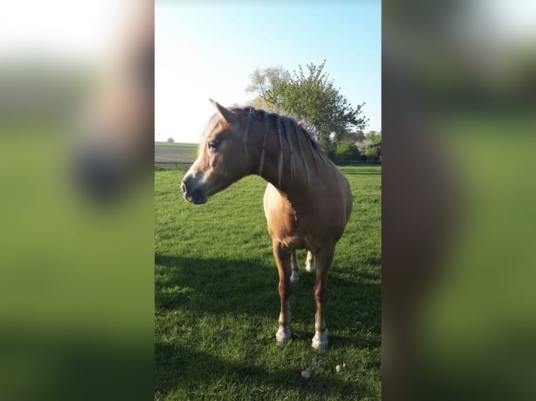 Haflinger Jument 20 Ans 145 cm in Bedburg