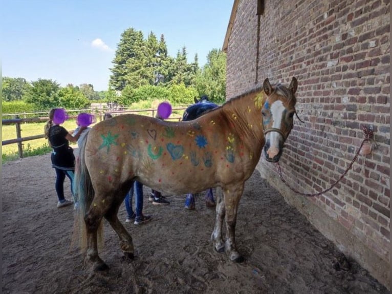 Haflinger Jument 20 Ans 145 cm in Bedburg