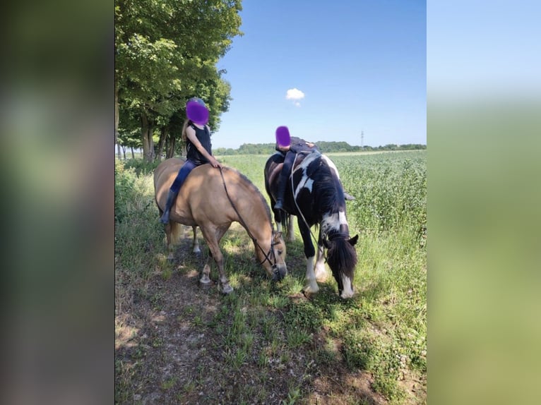 Haflinger Jument 20 Ans 145 cm in Bedburg