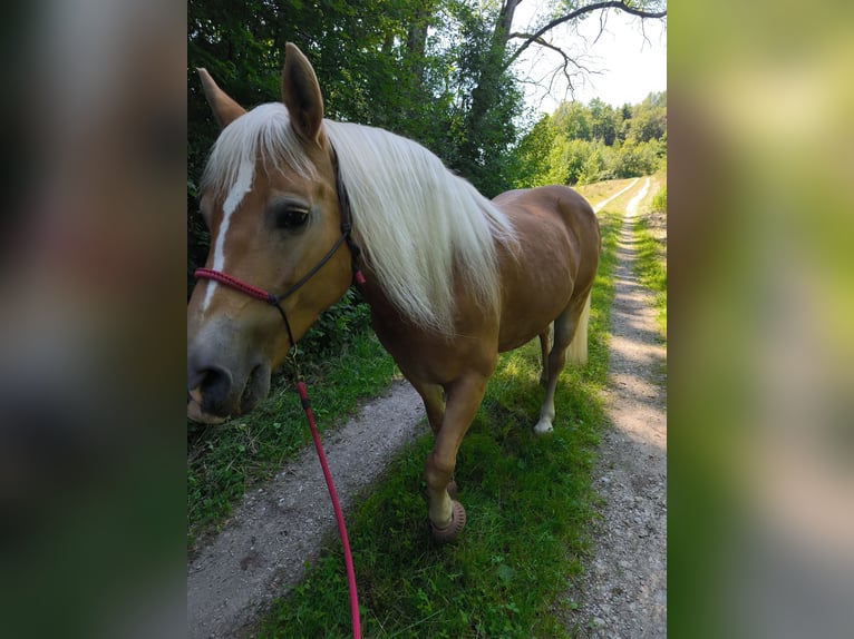 Haflinger Jument 20 Ans 148 cm Alezan in Landau an der Isar