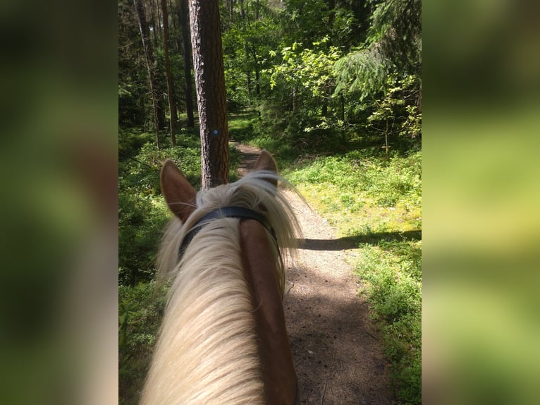 Haflinger Jument 20 Ans 149 cm Alezan in Winkelhaid