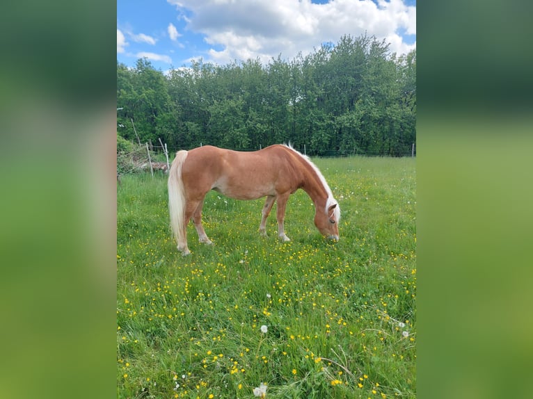 Haflinger Jument 20 Ans 151 cm Alezan in Brücken