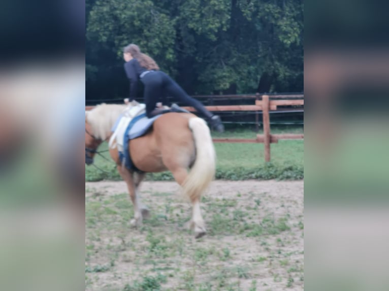 Haflinger Jument 20 Ans 152 cm Alezan in Vienenburg