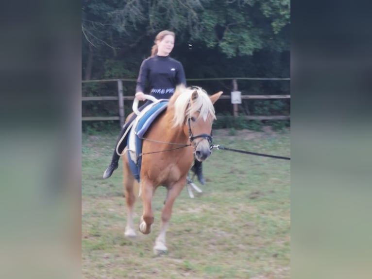 Haflinger Jument 20 Ans 152 cm Alezan in Vienenburg