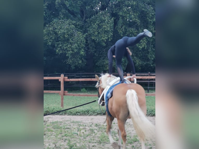 Haflinger Jument 20 Ans 152 cm Alezan in Vienenburg