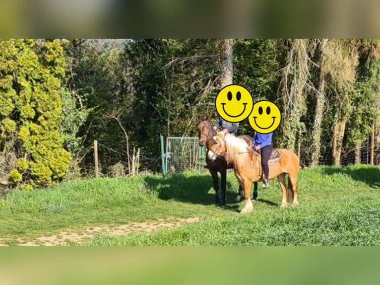 Haflinger Croisé Jument 21 Ans 140 cm Alezan in Adelberg