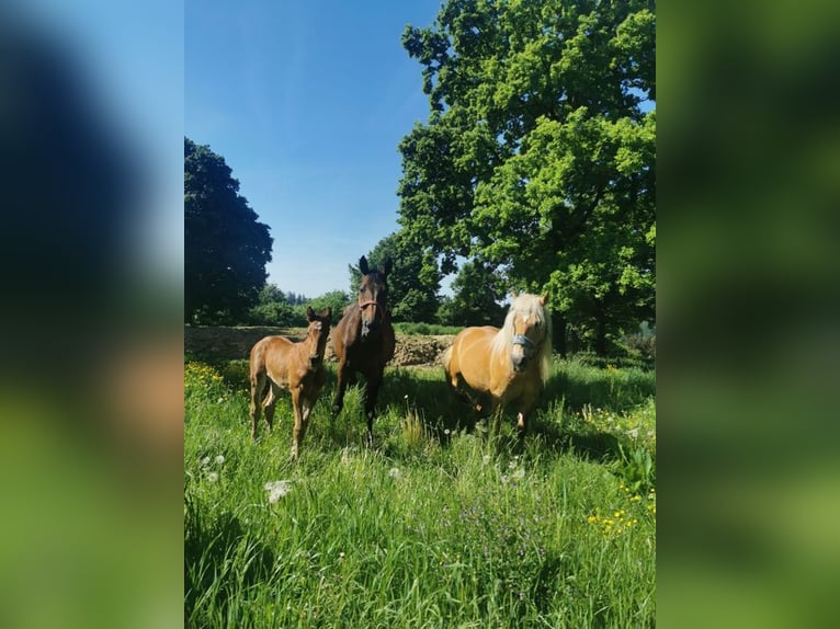 Haflinger Croisé Jument 21 Ans 140 cm Alezan in Adelberg
