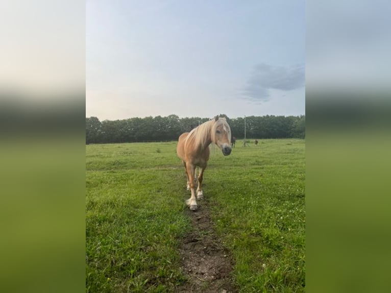 Haflinger Croisé Jument 21 Ans 140 cm Alezan in Adelberg