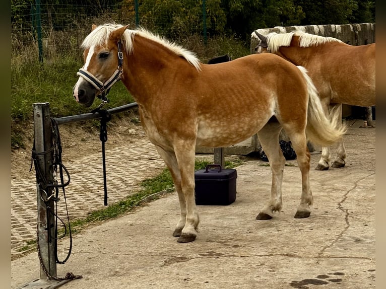 Haflinger Jument 21 Ans 140 cm Palomino in Saxony