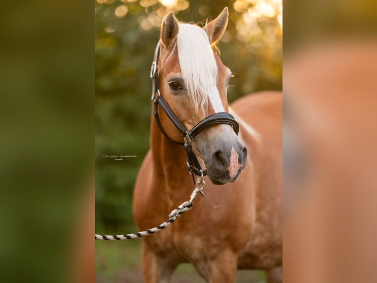 Haflinger Jument 21 Ans 143 cm in Trebbin